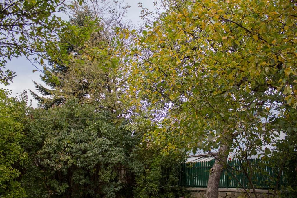 Дома для отпуска Villa Ana Буштени-66