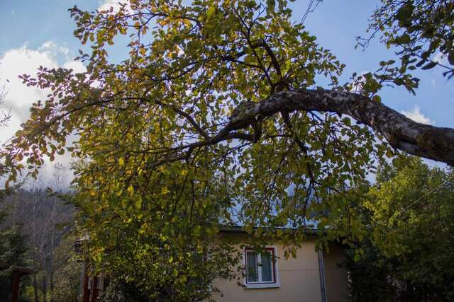 Дома для отпуска Villa Ana Буштени-29
